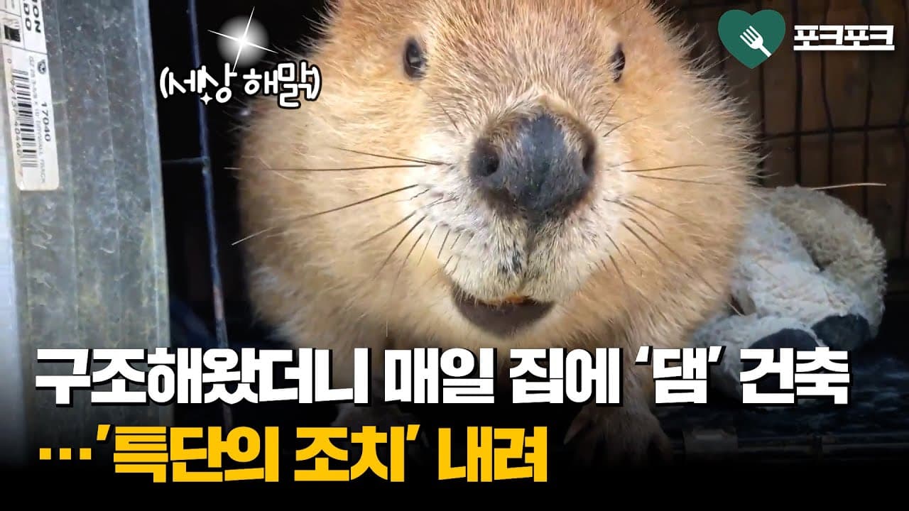 매일 집에다 '댐' 짓는 비버···'특단의 조치' 내린 구조자