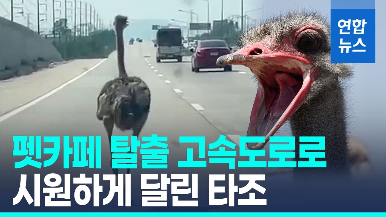 고속도로 뛰어든 탈출 타조…차량들과 15km 달렸다 / 연합뉴스 (Yonhapnews)
